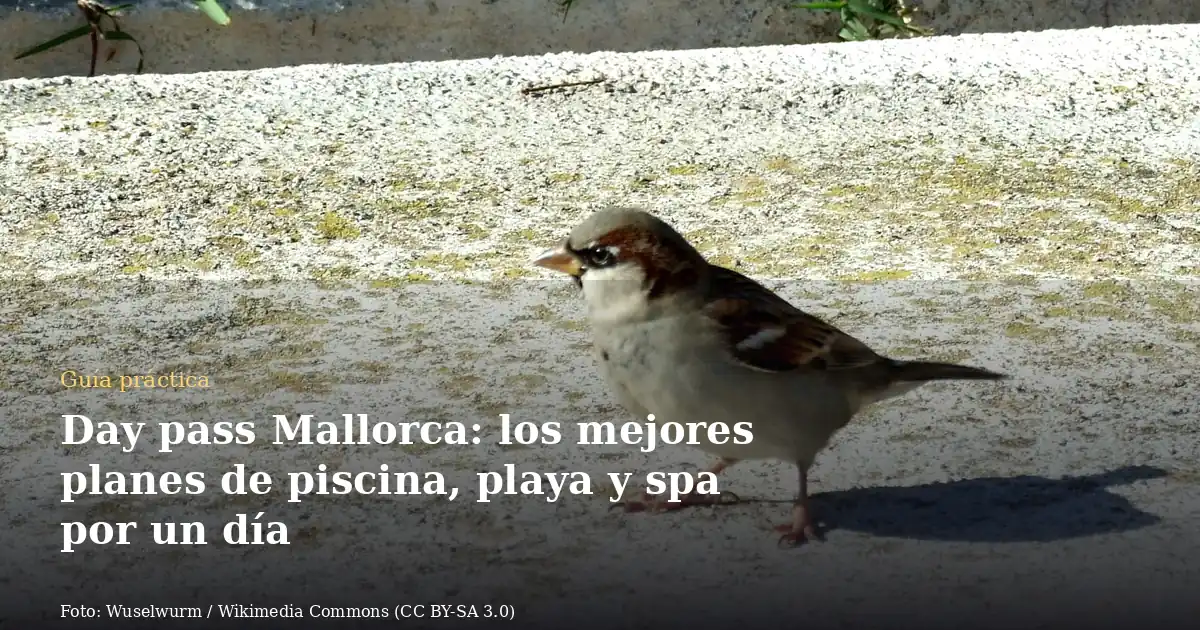 Day pass Mallorca: los mejores planes de piscina, playa y spa por un día